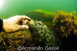 Harbour Seal making a new friend by Armando Gasse 